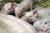 Suomalainen kotieläintuotanto on onnistunut pitämään salmonellan kurissa sinnikkäällä koko ketjun yhteistyöllä. Tauti esiintyy täällä kansainvälisesti vertaillen erittäin vähän. 