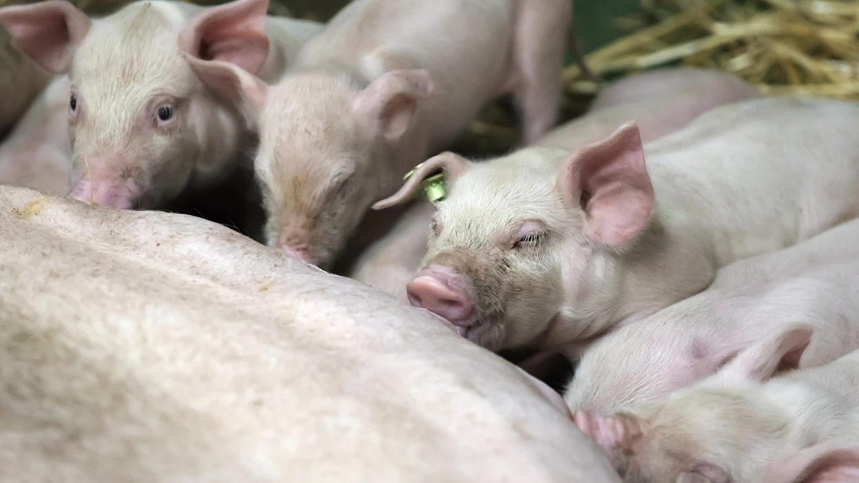 Suomalainen kotieläintuotanto on onnistunut pitämään salmonellan kurissa sinnikkäällä koko ketjun yhteistyöllä. Tauti esiintyy täällä kansainvälisesti vertaillen erittäin vähän.
