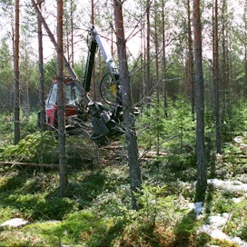 Minimiläpimittaa alentamalla metsäyhtiöt saavat entistä suuremman osan puuaineksesta käyttöönsä. Kuvassa käynnissä männikön ensiharvennus.