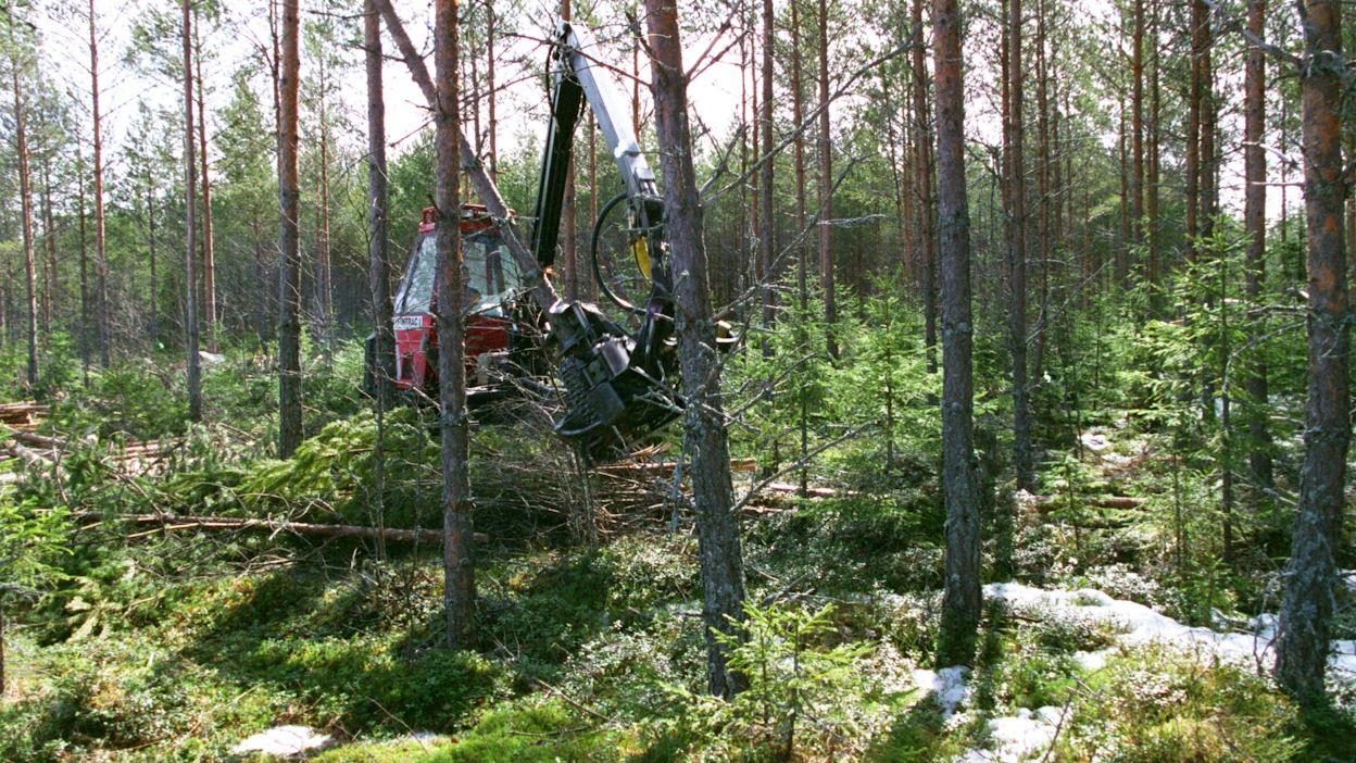 Minimiläpimittaa alentamalla metsäyhtiöt saavat entistä suuremman osan puuaineksesta käyttöönsä. Kuvassa käynnissä männikön ensiharvennus.