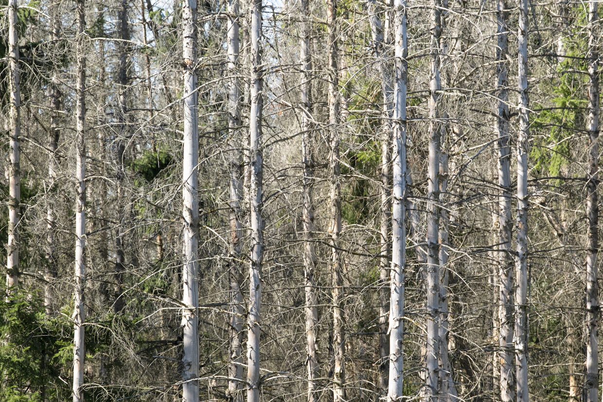 Kirjanpainat tuhosivat kuusimetsää laajoilta alueilta erityisesti Keski- ja Etelä-Saksassa.