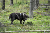 Kylläisyyteen vaikuttava geeni löytyy osalta labradorinnoutajista. Arkistokuva, kuvan koira ei liity tapaukseen.