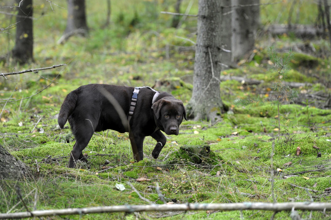 Kylläisyyteen vaikuttava geeni löytyy osalta labradorinnoutajista. Arkistokuva, kuvan koira ei liity tapaukseen.