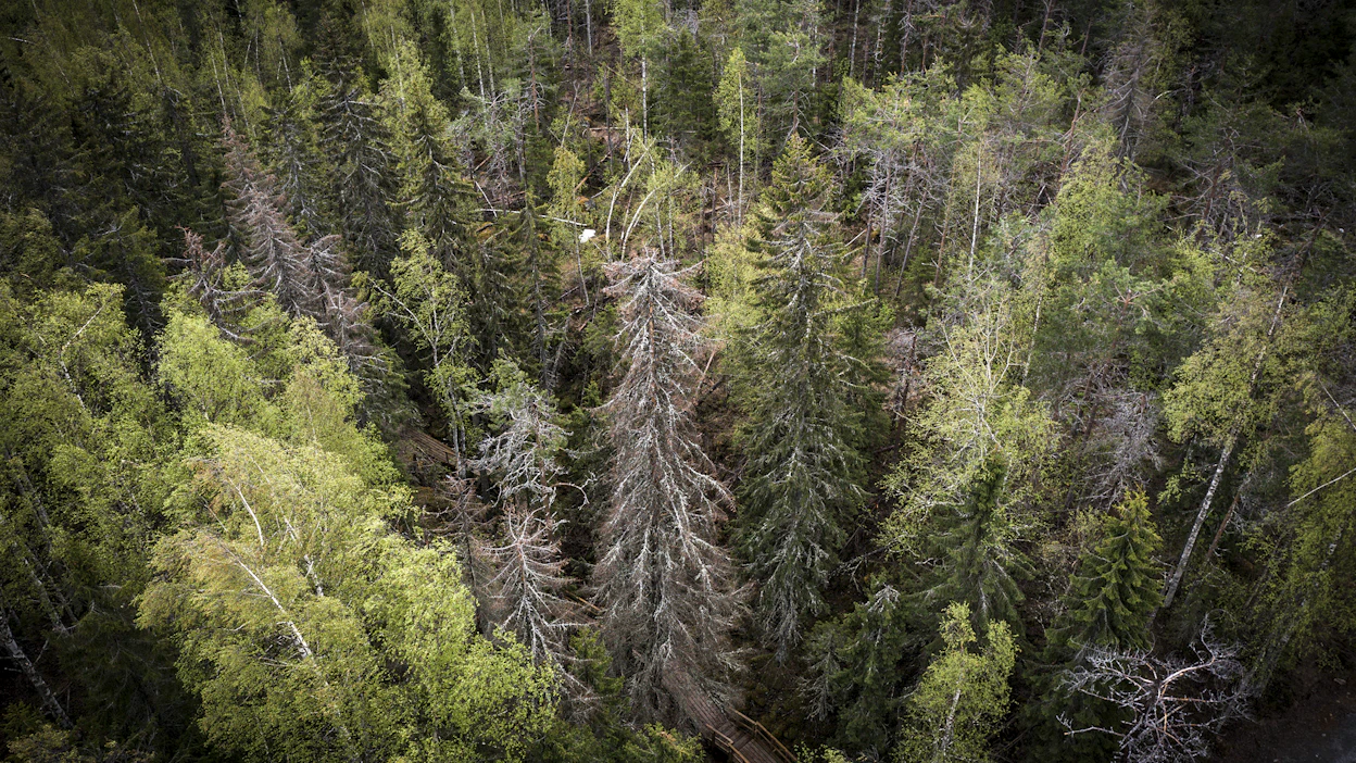 Kuopion Tahkolla on nähty kahden viime vuoden aikana poikkeuksellisen pahoja metsätuhoja.