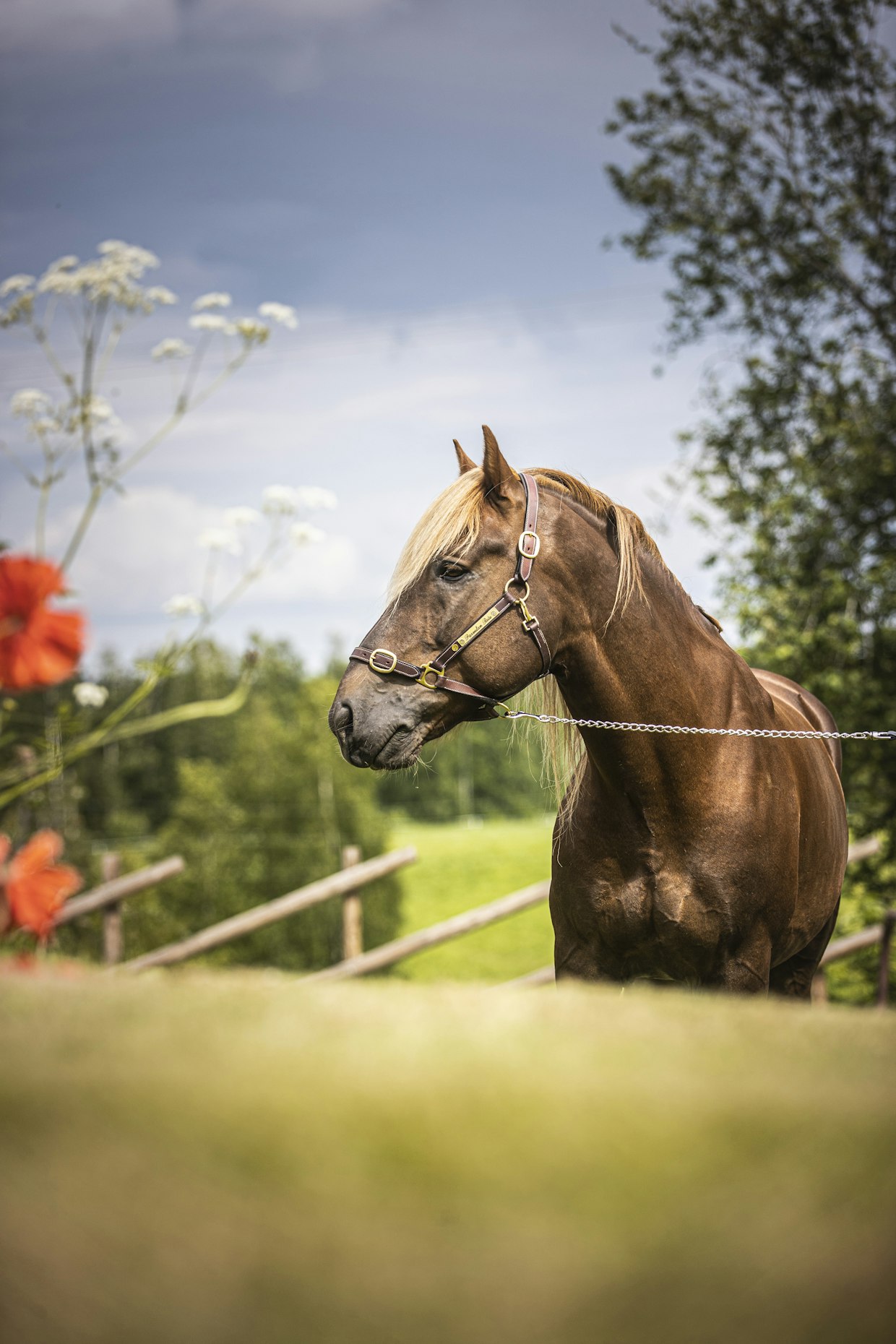 Parvelan Retu ei ole suomenhevosen prototyyppi.