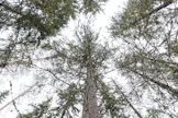 Metsäsuhdanteen viileneminen ei ole notkauttanut metsien hintakehitystä.