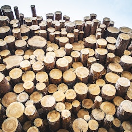Nousevat hinnat ovat houkutelleet metsänomistajat puukaupoille.