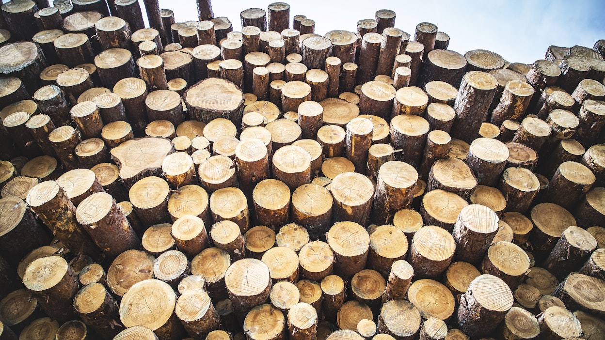 Nousevat hinnat ovat houkutelleet metsänomistajat puukaupoille.