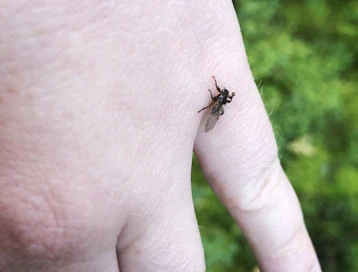 Hirvikärpäset lennähtävät usein ihmisen iholle, mutta ihmisen veri ei kelpaa niille ravinnoksi.