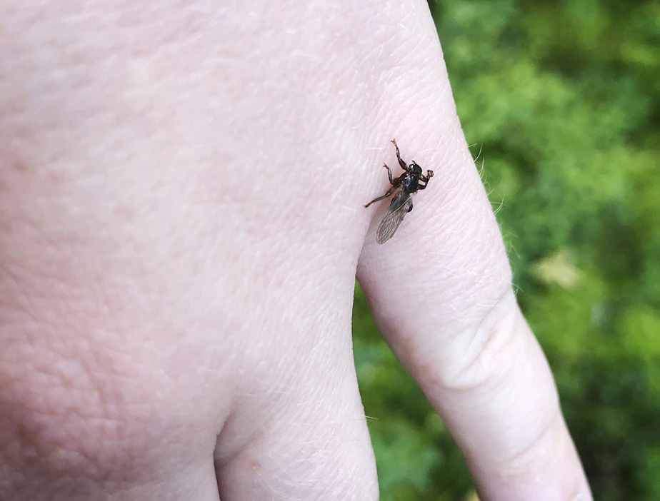 Hirvikärpäset lennähtävät usein ihmisen iholle, mutta ihmisen veri ei kelpaa niille ravinnoksi.