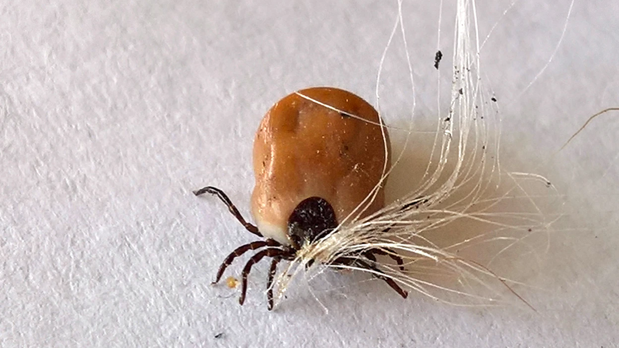 Myyrät, jänikset, rusakot ja supikoirat pystyvät toimimaan isäntinä sekä puutiaisille että borreliabakteereille ja aiheuttavat suurimman borrelioosiriskin.