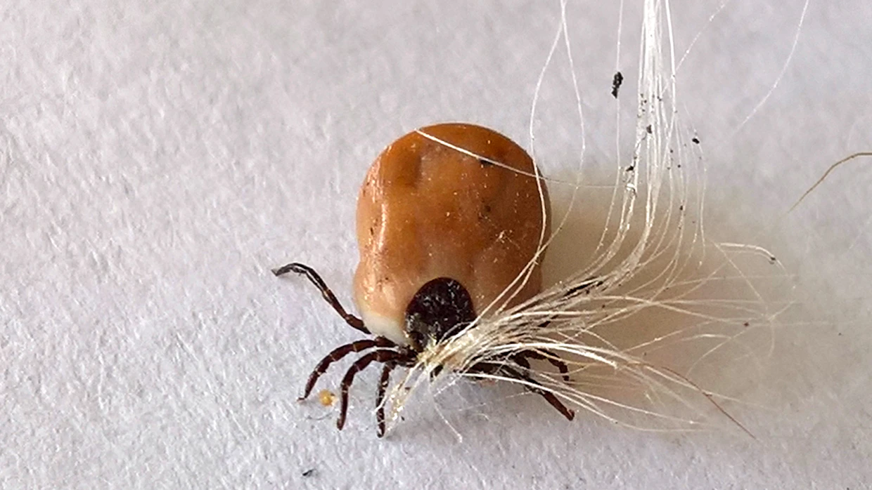 Punkki irrotetaan punkkipihdeillä tai punkkilassolla ottamalla kiinni niin läheltä ihoa kuin mahdollista. Sen jälkeen vedetään ylöspäin suuntautuvalla liikkeellä punkki hitaasti ja varovasti irti.