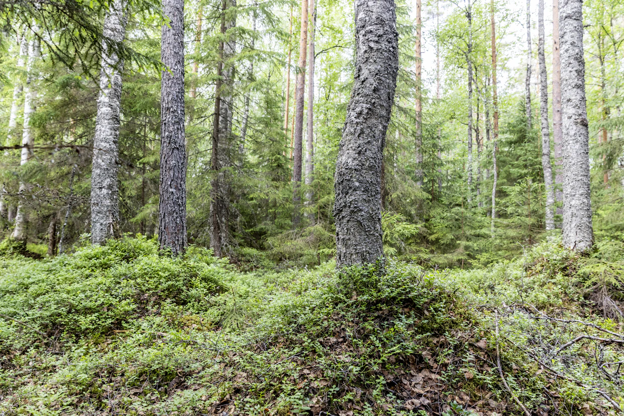 Ensiharvennusten houkuttelevuutta ostajalle lisää, jos samalla kertaa korjataan järeämpiäkin leimikoita.