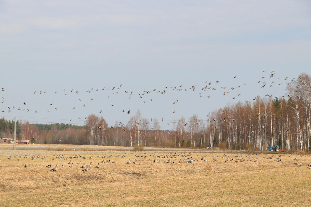Suomeen saapuneiden valkoposkihanhien joukossa on vielä paljon myös metsä- ja tundrahanhia. Kuva on Parikkalasta 27.4.2023.
