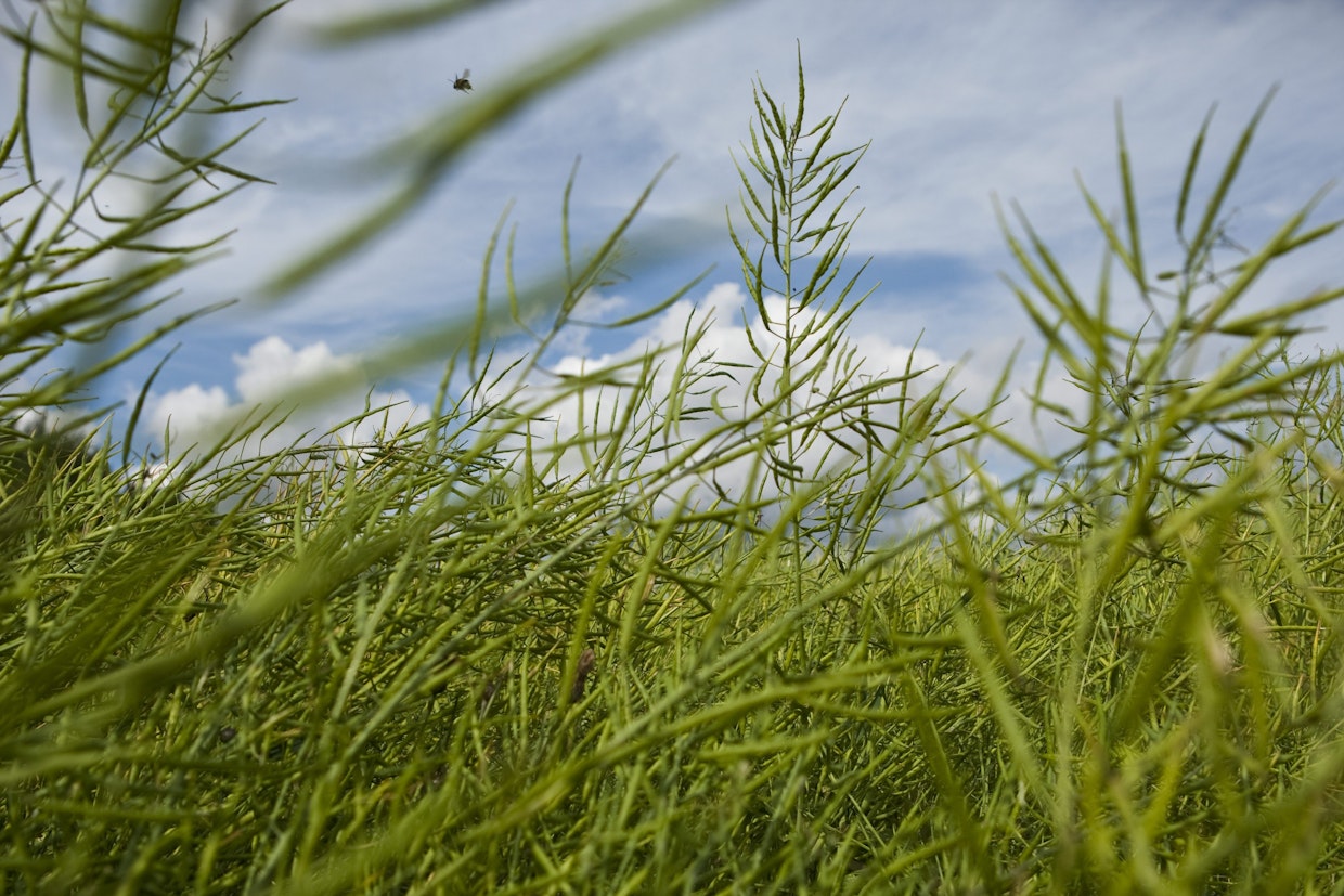 Öljy- ja valkuaiskasveille on todennäköisesti kysyntää.