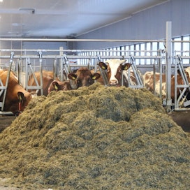 Maidon tuotanto väheni viime vuonna noin kaksi prosenttia edellisestä vuodesta.