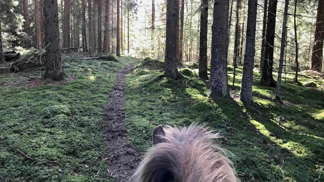 Ei ole niin synkkää yötä, ettei aamun sarastus olisi tulossa, sillä pisinkään takapakki ei kestä ikuisesti, kirjoittaa Kati Susi hevosyrittäjiä kannustavassa kolumnissaan.
