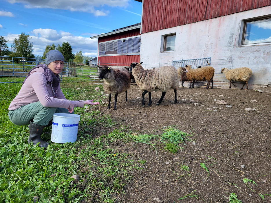 Luomulammastilaa Laukaan Äijälässä pyörittävä Pia Niemeläinen on ollut kovilla häirikkösusien kanssa. Lampaista valtaosa on myyty muualle.
