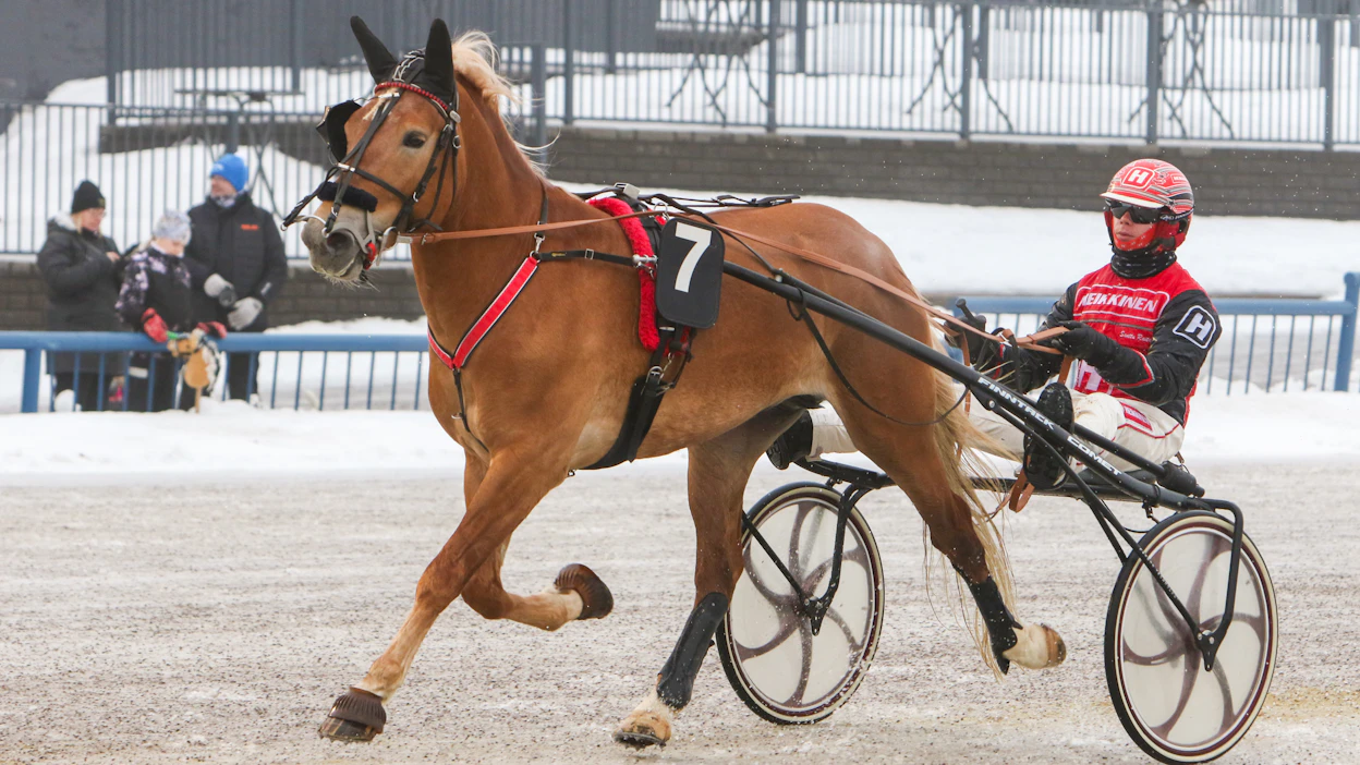 Viisivuotias Velvasseli on Kimmo Taipaleen toivoja lauantain 75-finaaleihin ja jatkossakin. Santtu Raitala nähdään Teivossakin oriin ohjissa.