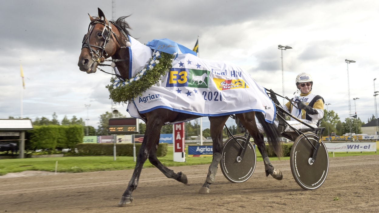 Felix Orlando menestyi hienosti synnyinmaassaan Ruotsissa Per Nordströmin valmennuksesta. Maantaina hevonen tekee debyyttikilpailun Matias Salon väreistä.