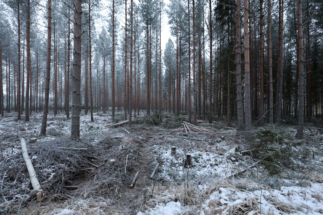 Metsät halutaan pitää aktiivisessa ja kestävässä käytössä.