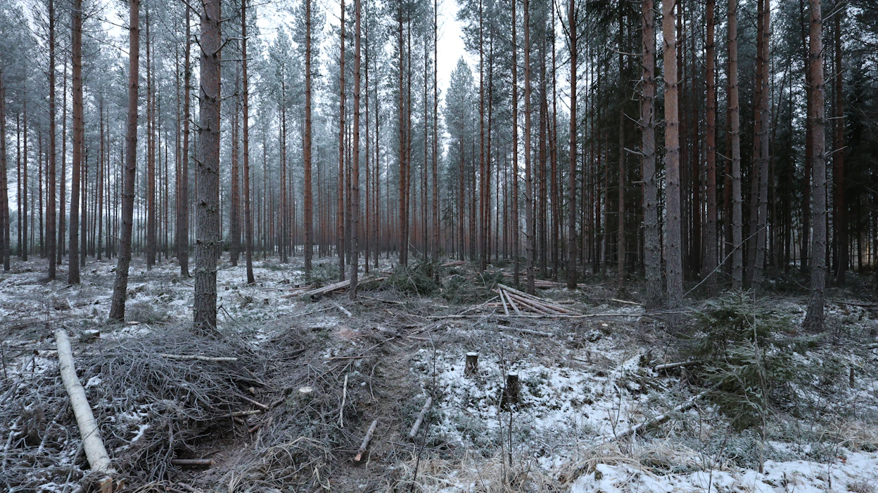 Metsät halutaan pitää aktiivisessa ja kestävässä käytössä.