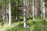 Koivutukin hinta laski 60,34 euroon.