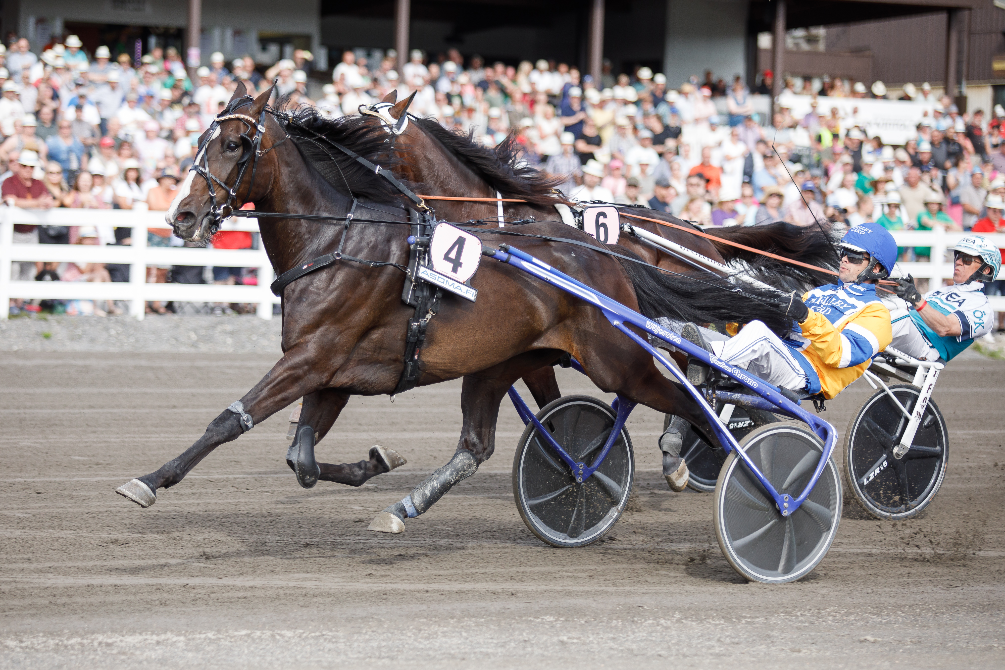 Mellby Jinx on nähty aiemminkin Suomessa. Viime kesänä se veti St Micheliä hirmuista tempoa ja kesti lopulta neljänneksi kilometriajalla 08,7a. Voiton vei silloin Hierro Boko ajalla 08,3a.