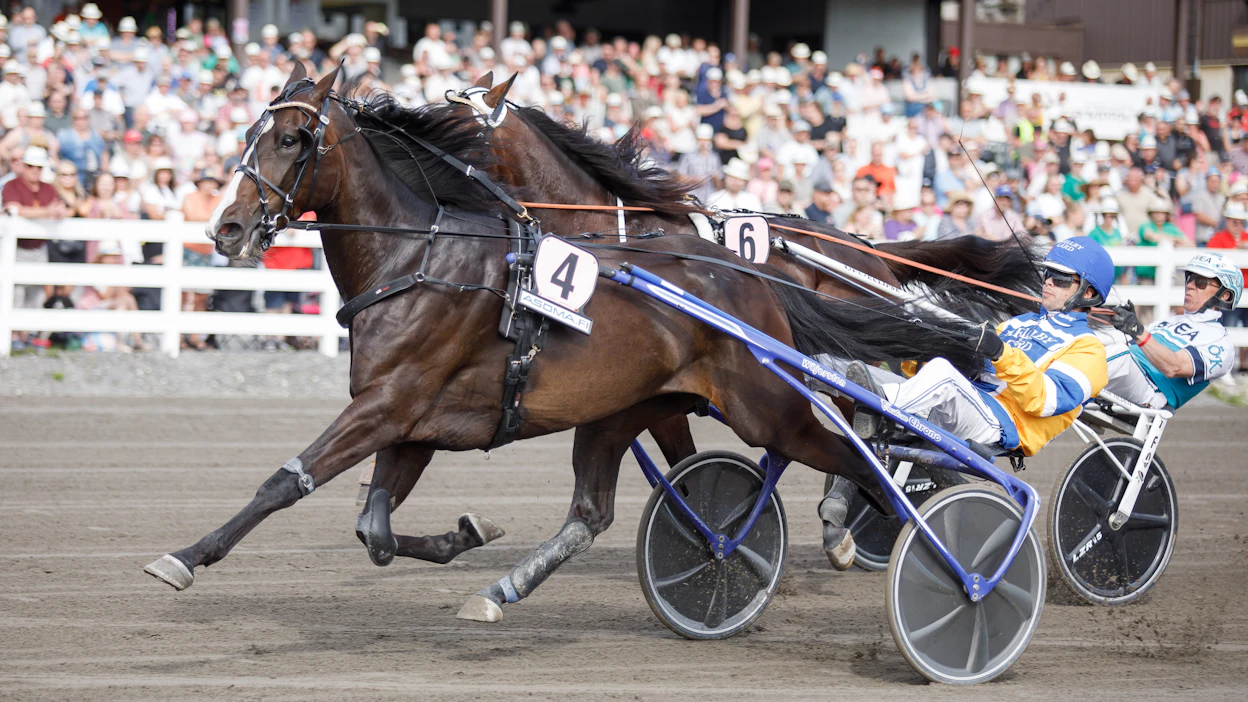 Mellby Jinx on nähty aiemminkin Suomessa. Viime kesänä se veti St Micheliä hirmuista tempoa ja kesti lopulta neljänneksi kilometriajalla 08,7a. Voiton vei silloin Hierro Boko ajalla 08,3a.