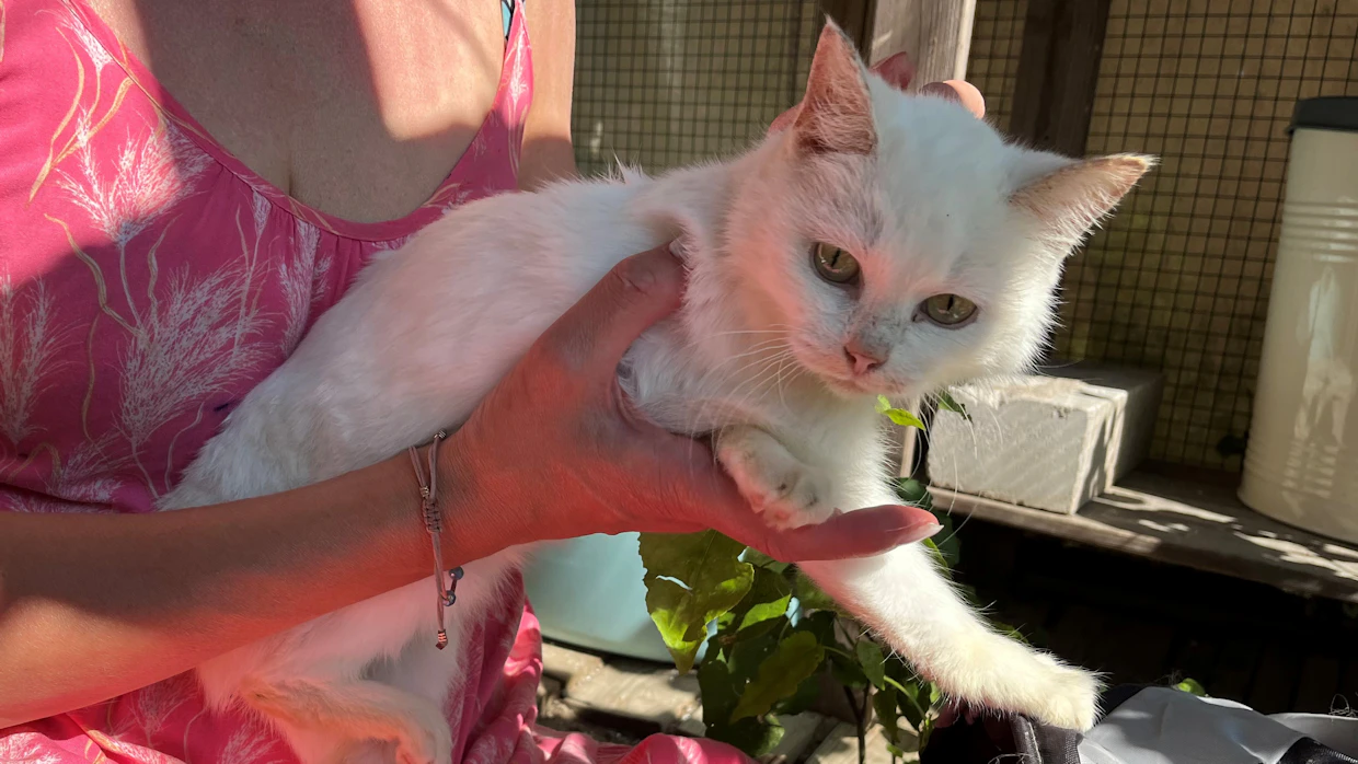 Lumi-kissa on toipunut nopeasti, vaikka se tuotiin löytöeläintarhaan huonokuntoisena ja nälkiintyneenä.