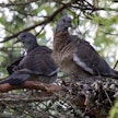 Hakkuut on kielletty tietyillä alueilla pohjoisessa Suomessa 1.5.–31.7. ja muualla Suomessa 15.4.–15.7. lintujen pesinnän ajan.