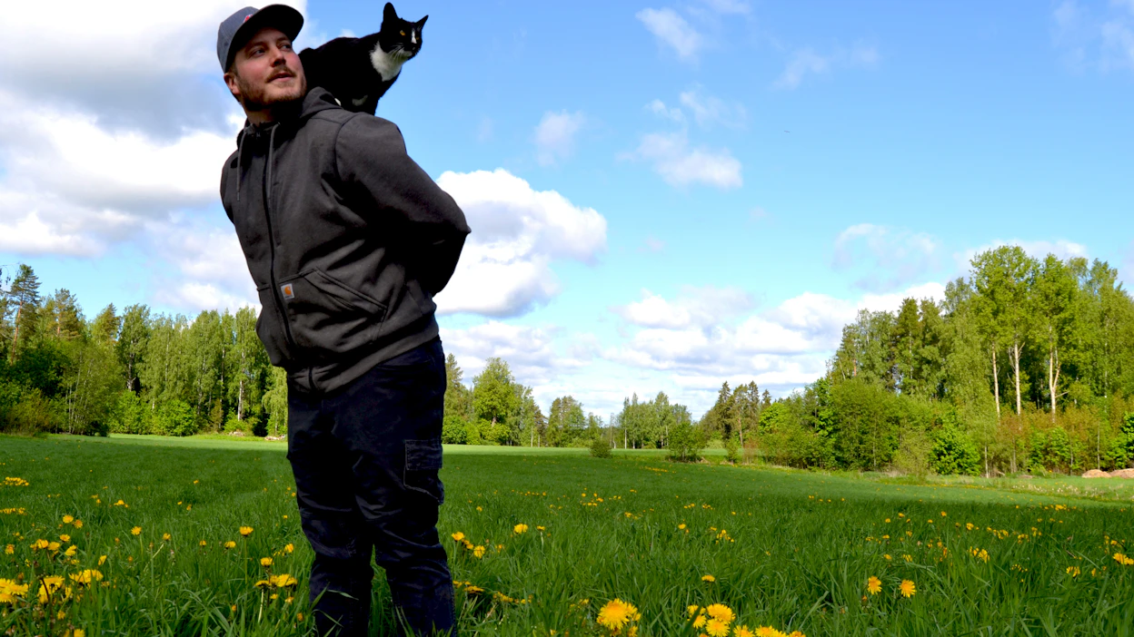Sarkasen tilalla Pälkäneellä Viiru-kissa pitää jyrsijöille komentoa. Voikukkaa ei juurikaan ole tuotantonurmissa ollut, mutta tämän kevään kuivana ja lämpimänä aikana se otti erävoiton nurmen kasvusta, Jaakko Ahola kertoo.