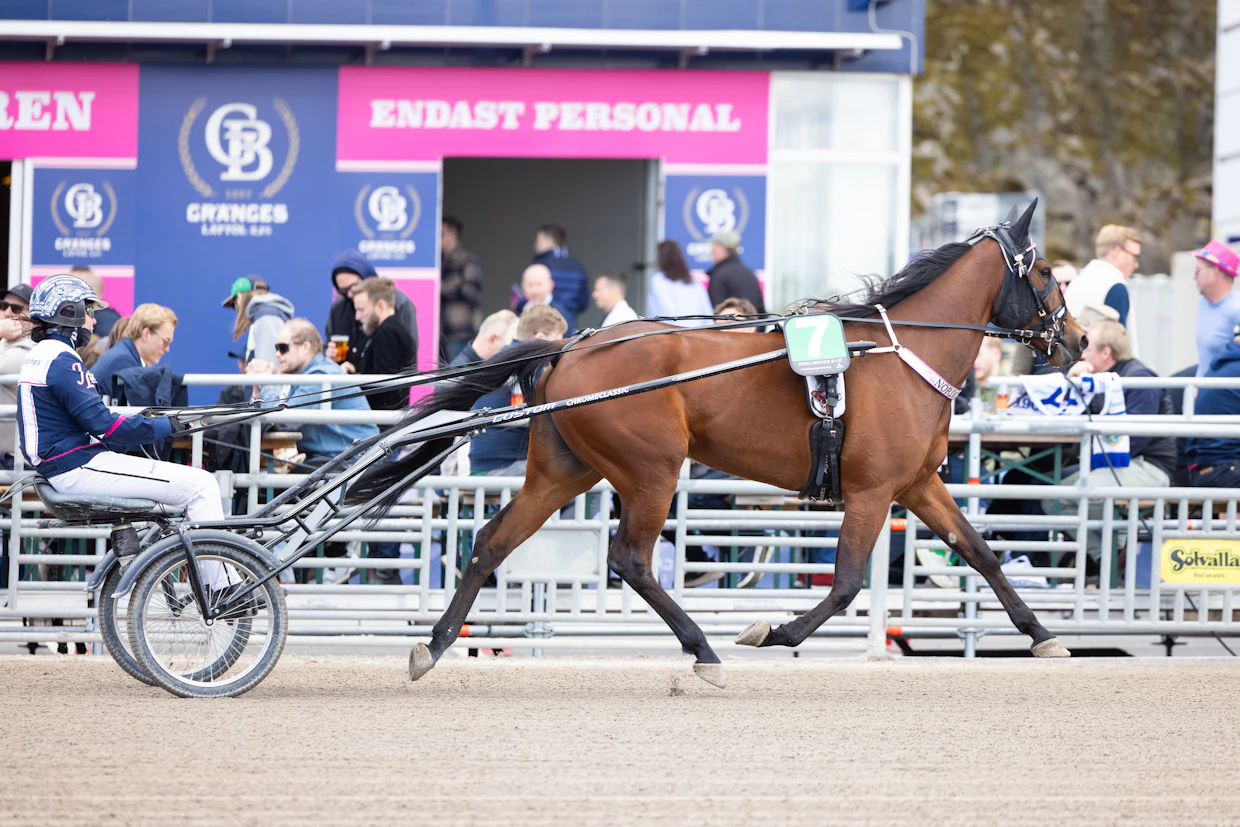 Nordic Beauti tavoittelee keskiviikkona sijoitusta neljän parhaan joukkoon Uumajassa. Se toisi paikan Breeders Crownin välieriin.