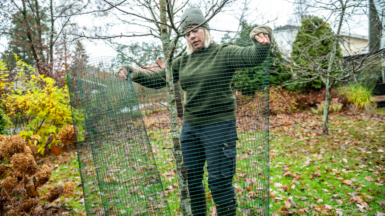 Pihailo Oy:n puutarhuri Lea Rauta suosii omien ja asiakkaidensa omenapuiden suojauksessa jäykkää verkkoa, joka pysyy kauniin ryhdikkäänä vuodesta toiseen.