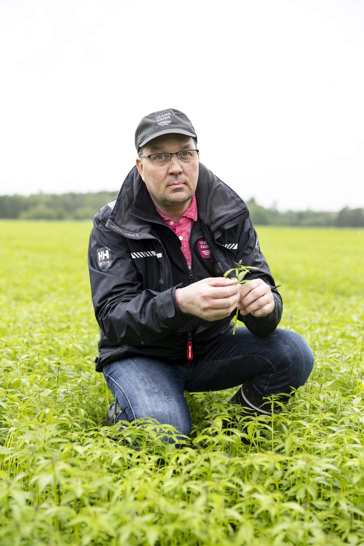 Tuomas Levomäen öljyhamppukasvustot voivat hyvin sateisesta kesästä huolimatta.