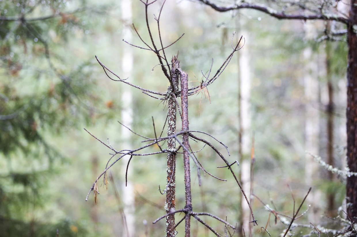 Viime vuonna metsänomistajille on maksettu noin miljoona euroa korvauksia hirvieläinvahingoista.