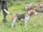Yksi sankarikoiran arvolla palkituista koirista on beagle Huli.