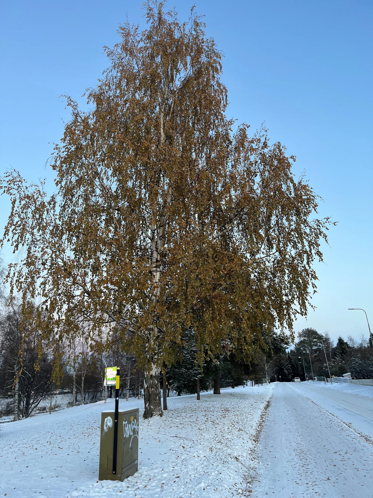 Koivu kuvattuna Oulun keskustan tuntumassa 31. lokakuuta 2023.