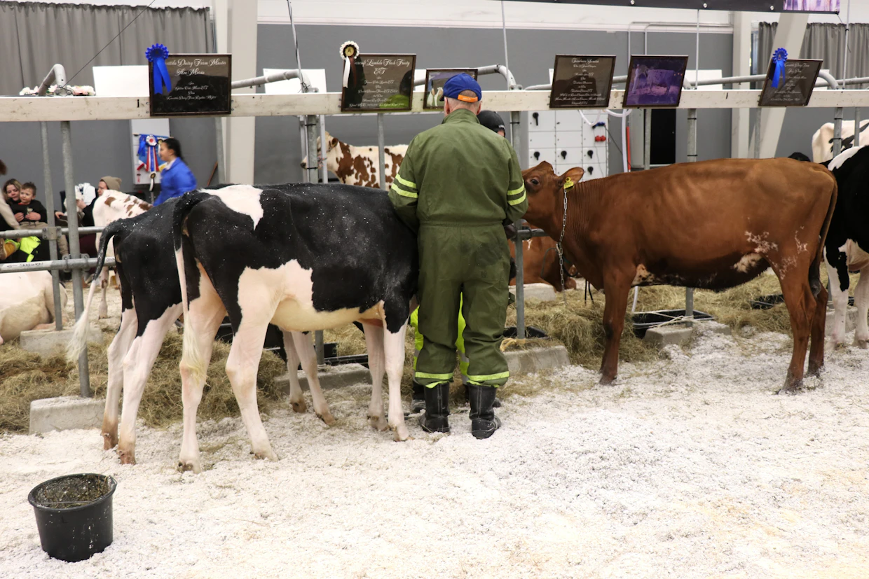 Vuosinäyttely järjestäminen työllistää paljon Suomen Ayrshirekasvattajat ry:n hallituksen jäseniä, kun olosuhteet rakennetaan tyhjästä talkoovoimin.