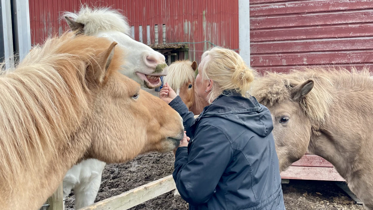 Hevostoiminta tuottaa osallistujalle kokonaisvaltaista hyvinvointia. Tutkijat kaipaavat kuitenkin enemmän toiminnan pohdintaa hevosen näkökulmasta. Kuvituskuva.