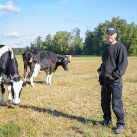 Ari Reitin ummessa olevat lehmät ulkoilevat edelleen. Ruokinta hoidetaan paaleilla. Kuvassa lehmät Oopium ja Elisa.