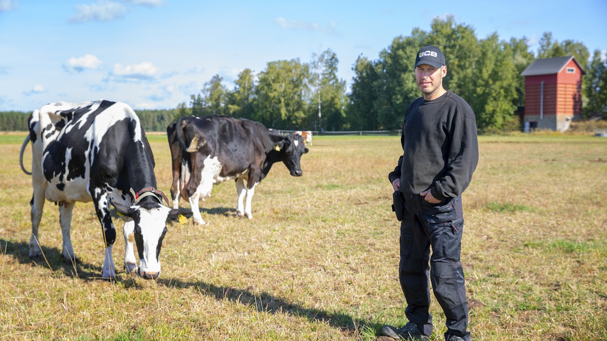 Ari Reitin ummessa olevat lehmät ulkoilevat edelleen. Ruokinta hoidetaan paaleilla. Kuvassa lehmät Oopium ja Elisa.