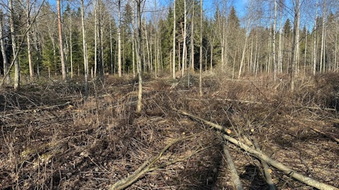 Näitä puita asukkaat eivät saa kerätä, koska ne ovat menossa lämpölaitoksen polttoaineeksi, Imatran kaupunki tiedottaa.