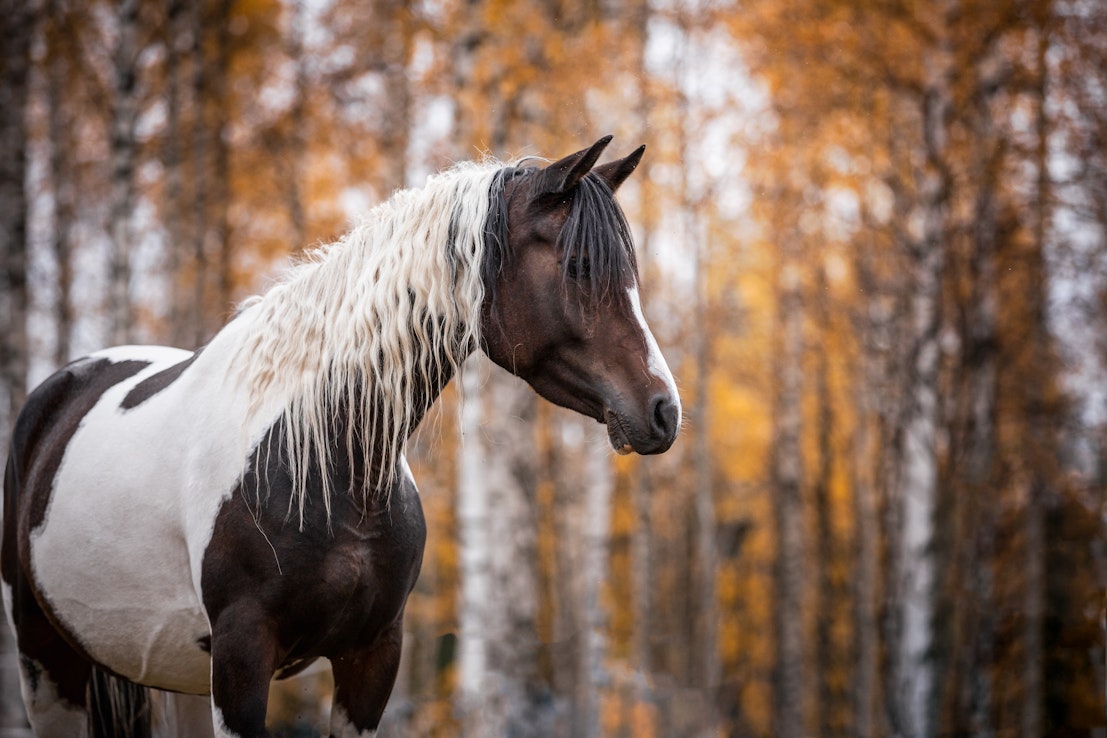 Touchof Love vietti melkein neljä vuotta Sveitsissä, mutta palasi takaisin kotikonnuilleen.