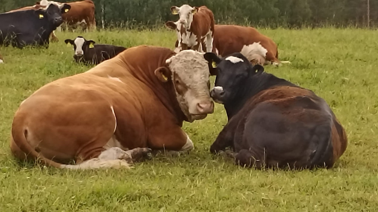 Siitossonni Simpsukka on oikea romantikko: se viettää laitumella mielellään aikaa lehmien kanssa kaulakkain. 