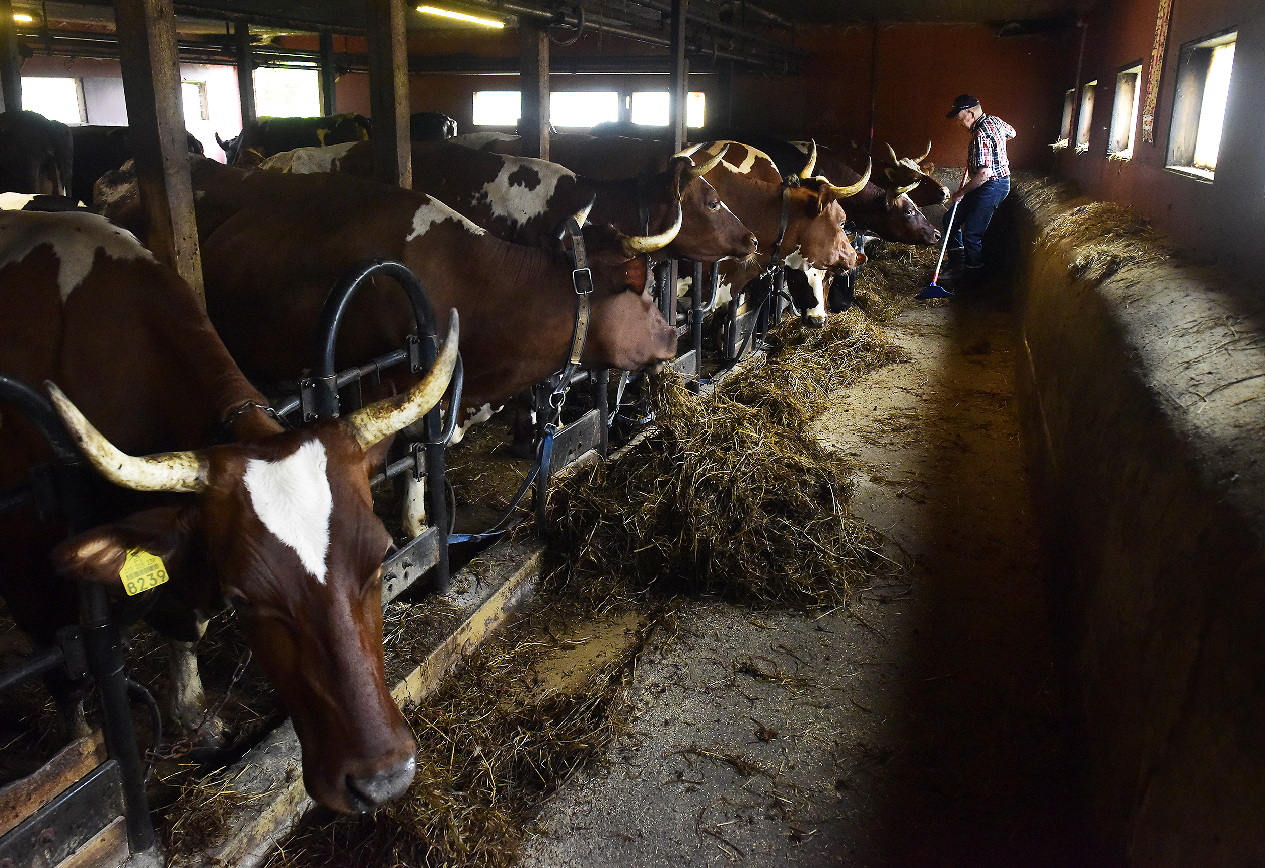 Maatalousyrittäjän ammatti on yksi vaarallisimmista.