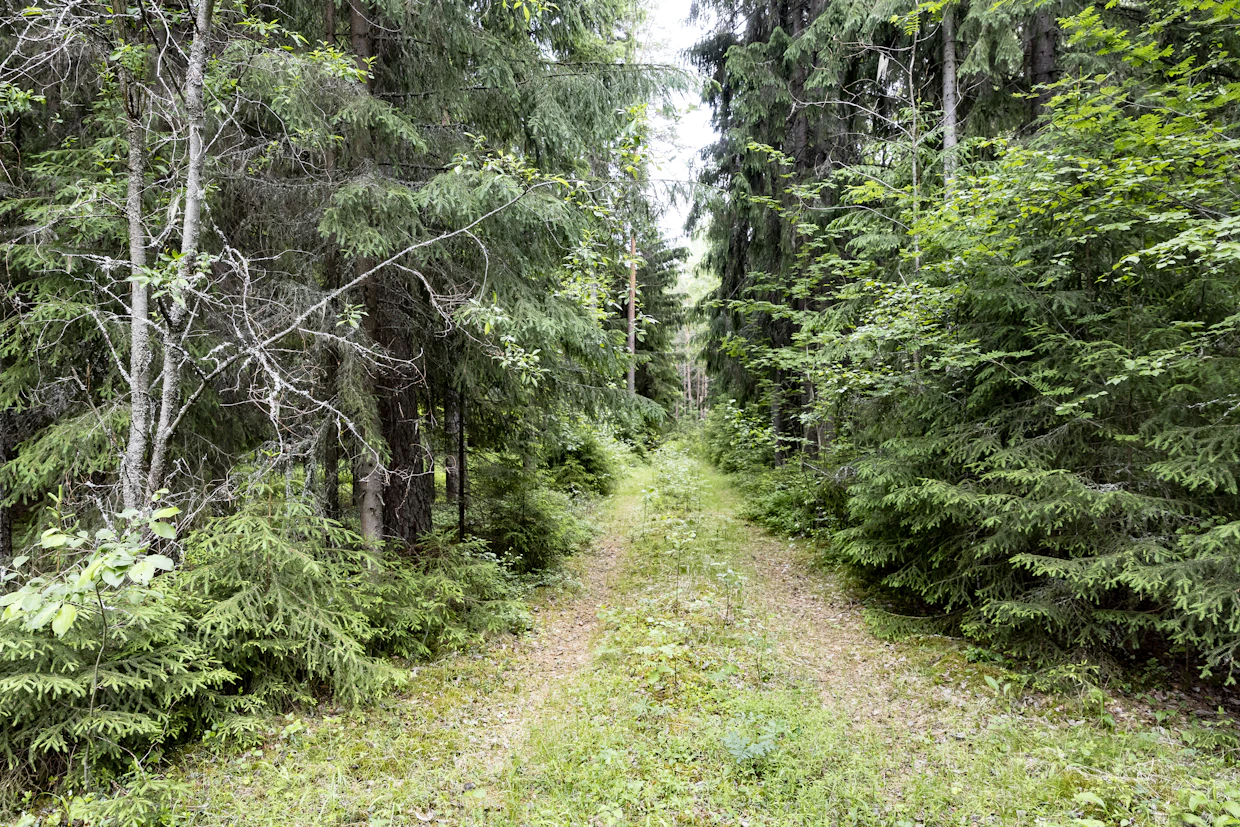 Hyödynnä korjuun suunnittelussa vanhat kärrytiet ja olemassa olevat ajourat. Näin säästetään kasvavaa metsää vaurioilta.