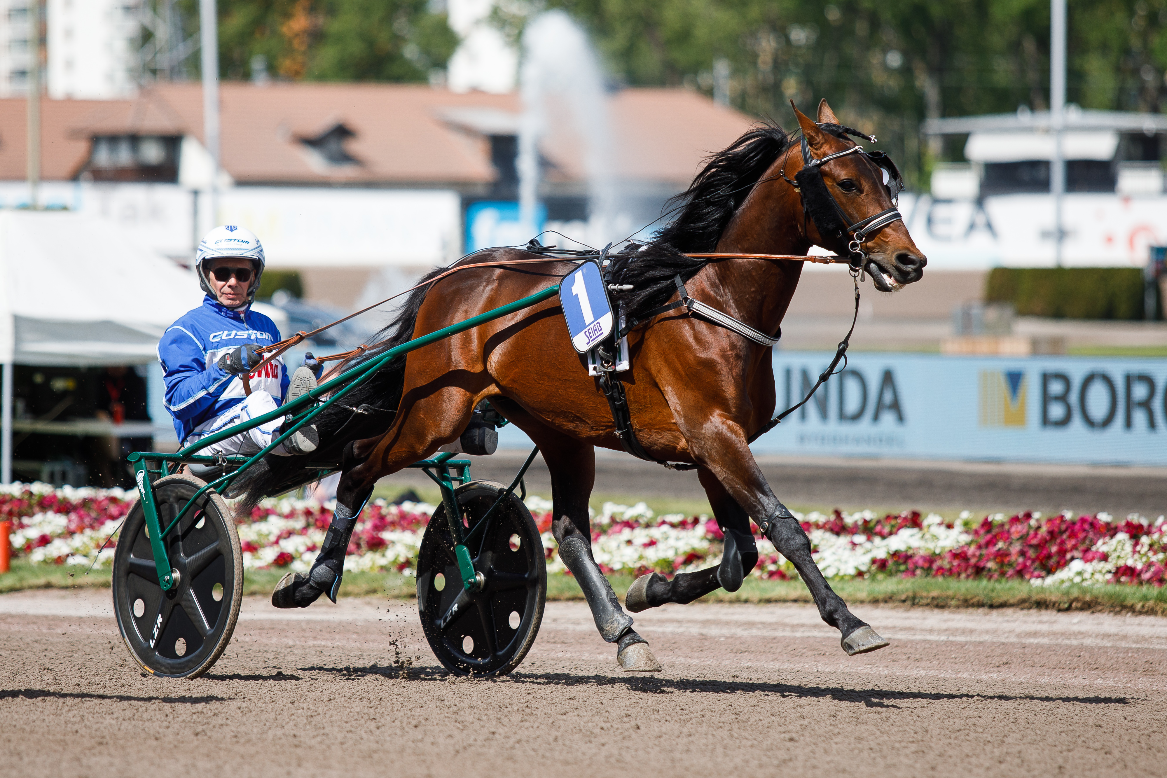 Izor Sisu on kilpaillut myös Elitloppet-viikonlopun lähdöissä. Kuvassa ohjaksissa Jorma Kontio. Ruuna on voittanut 65 startistaan kuusi ja tienannut radoilta rahaa noin 65 000 euroa.
