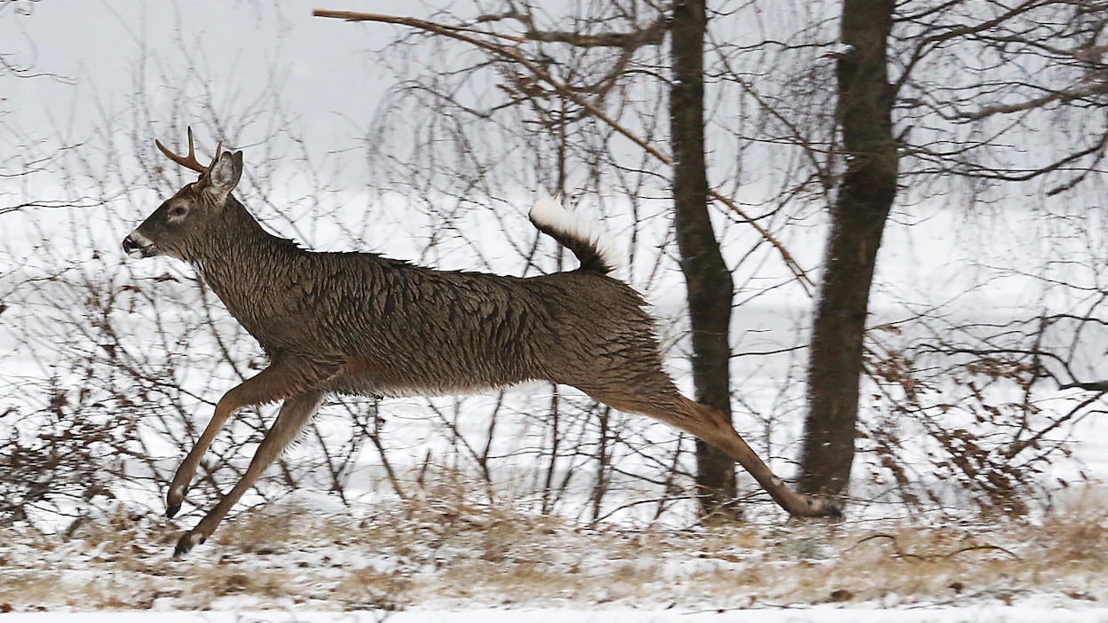 Valkohäntäpeuran tunnistaa pitkästä, alapuolelta vaaleasta häntä, jonka eläin nostaa häirittynä varoitussignaaliksi.