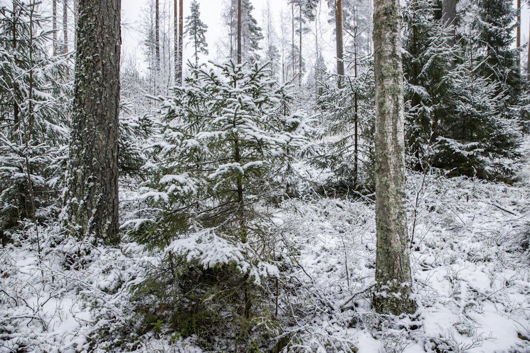 Metsäkatoasetusta aletaan soveltaa 30. joulukuuta 2026 alkaen.
